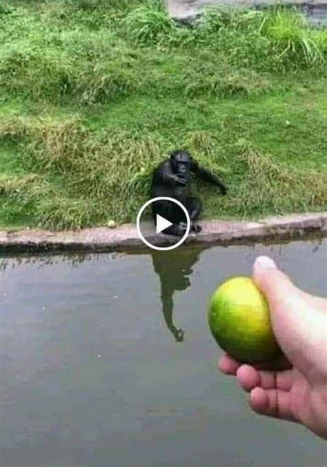 how to trick a monkey